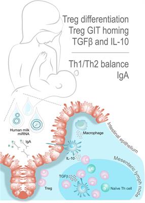 Breast milk microRNAs: Potential players in oral tolerance development